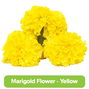 Fresho Marigold Flower – Yellow, 1 kg