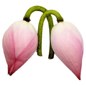 Fresho Lotus Flower – To Decorate, For Festivals & Puja, 2 pcs